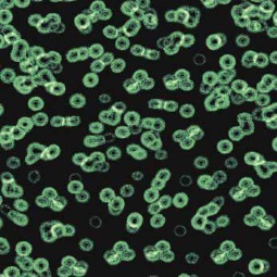 Ковровое покрытие Flotex Sottsass Bacteria