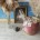 Vinilam Click 66777 Дуб Росток плитка ПВХ Винилам Клик
