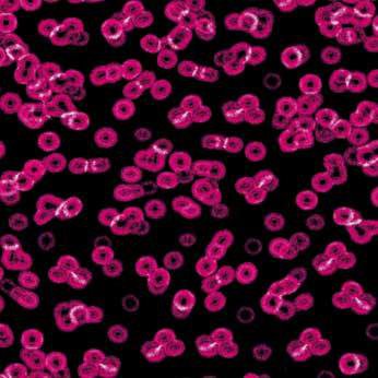 Ковролин Flotex Sottsass Bacteria 990101
