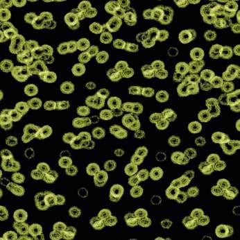 Ковролин Flotex Sottsass Bacteria 990103