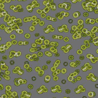 Ковролин Flotex Sottsass Bacteria 990302