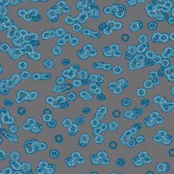 Ковролин Flotex Sottsass Bacteria 990303