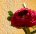 Флизелиновые обои 793