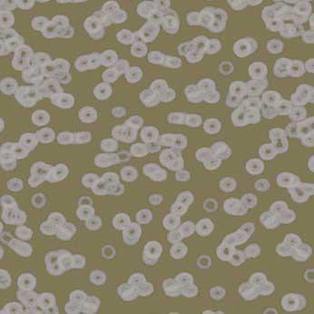 Ковролин Flotex Sottsass Bacteria 990401