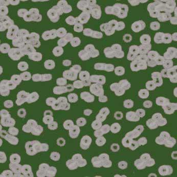 Ковролин Flotex Sottsass Bacteria 990403